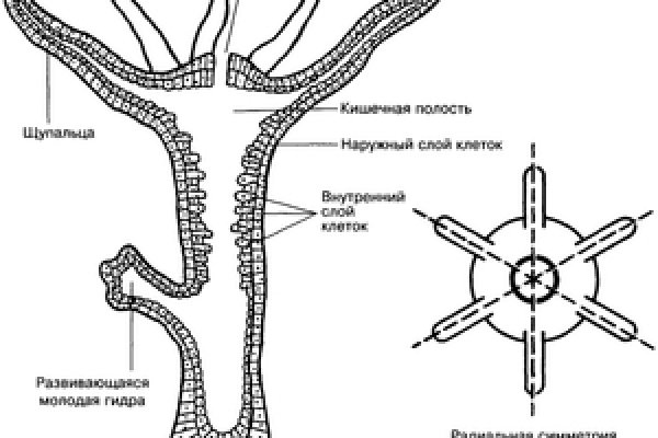 Почему не получается зайти на кракен